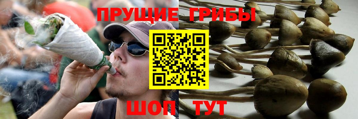 Альметьевск  Псилоцибиновые грибы Psilocybine cubensis  Вход с VPN 
